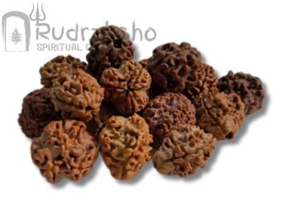3 Mukhi Rudraksha from Nepal